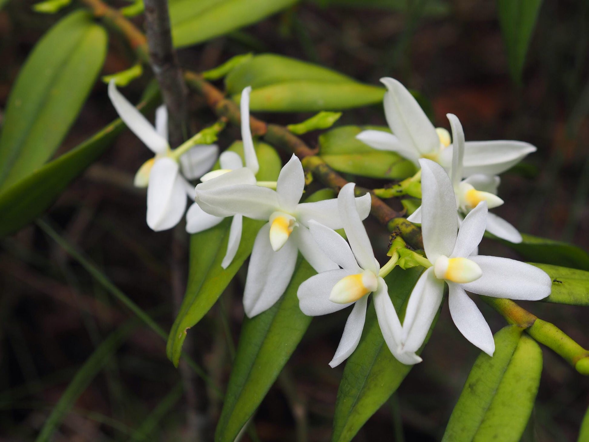 Thrixspermum calceolus  (Vanda)