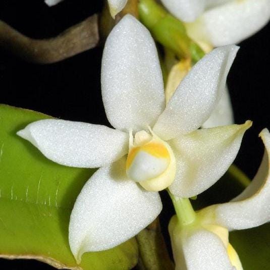 Thrixspermum calceolus  (Vanda)