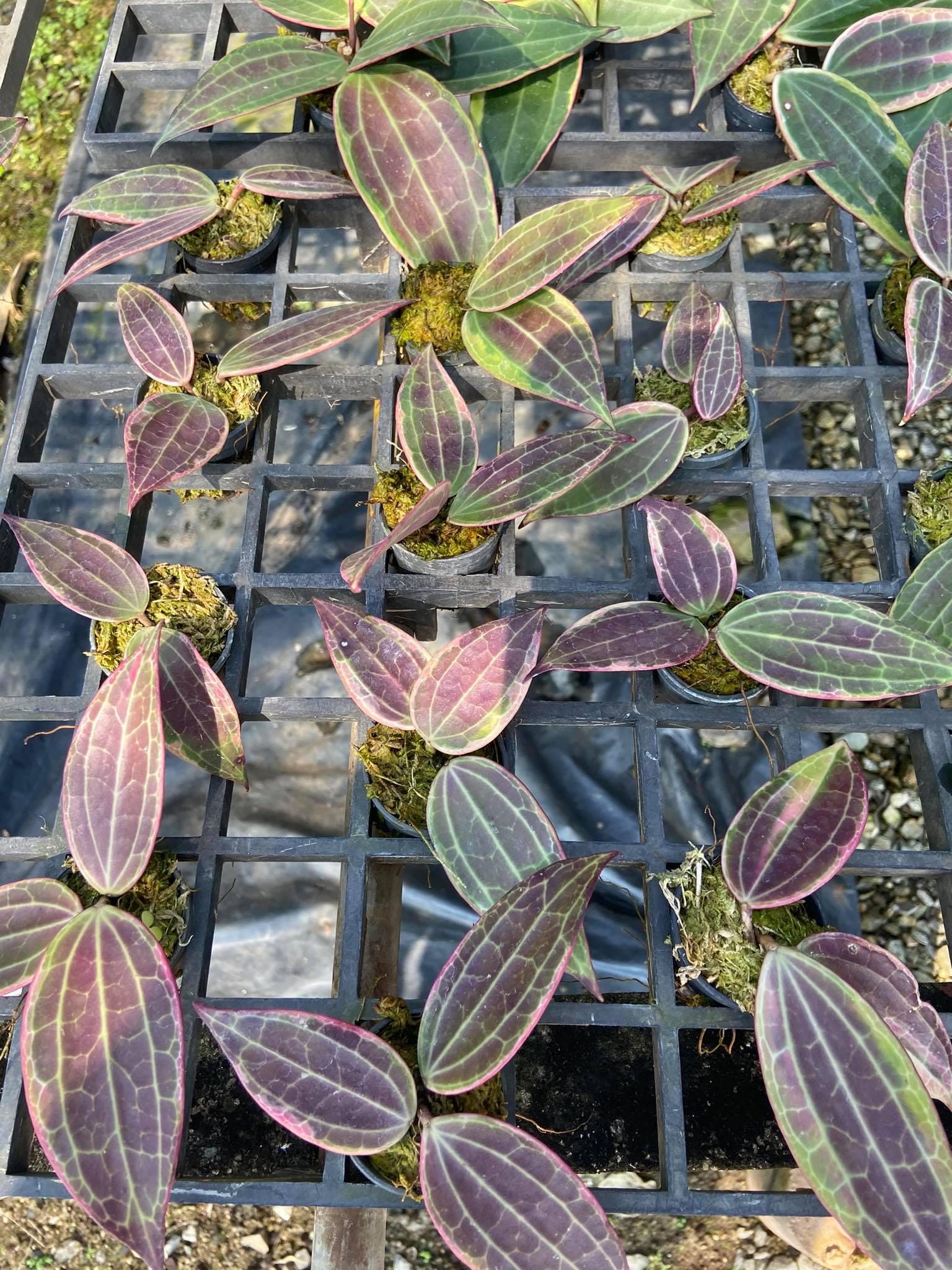 Hoya Latifolia 'Pink Variegata' - Tropical Fragrant Vining Plant - PotPlantPetal Co.