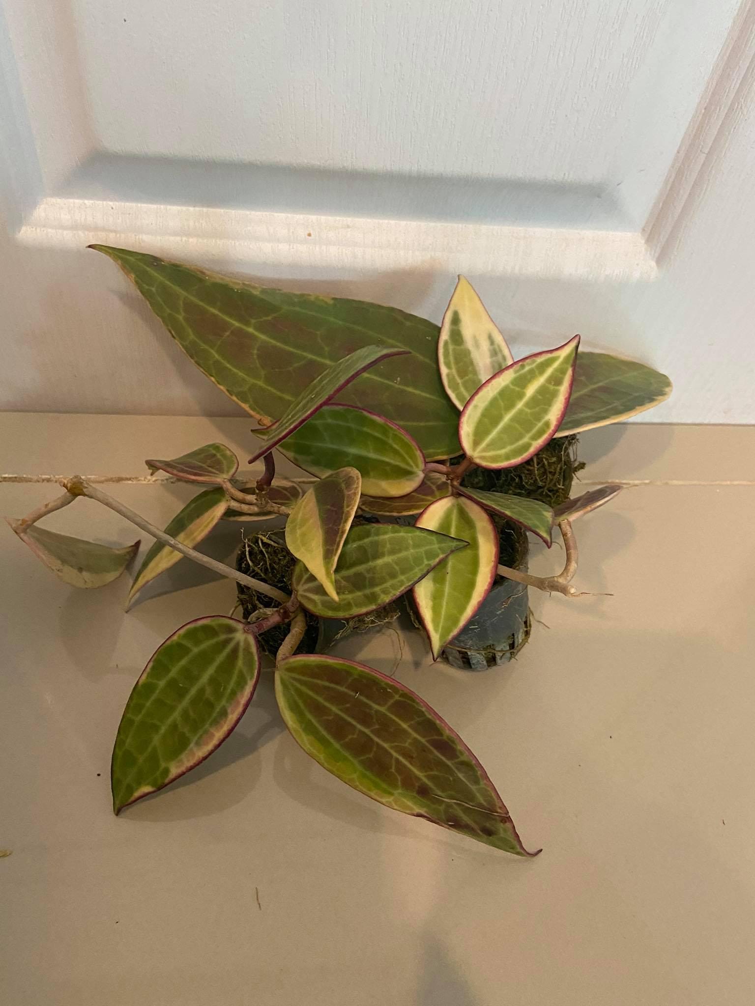 Hoya Latifolia 'Pink Variegata' - Tropical Fragrant Vining Plant - PotPlantPetal Co.