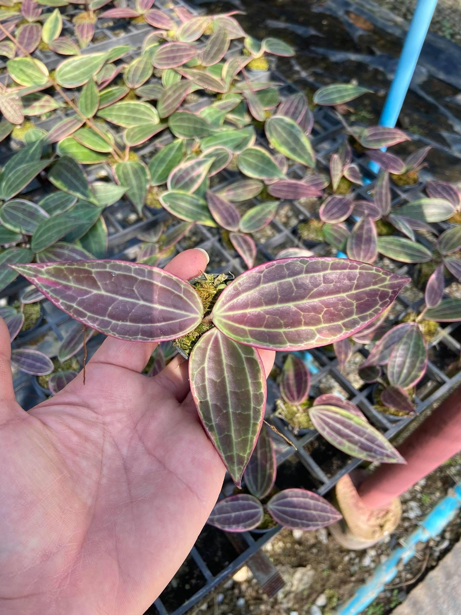 Hoya Latifolia 'Pink Variegata' - Tropical Fragrant Vining Plant - PotPlantPetal Co.