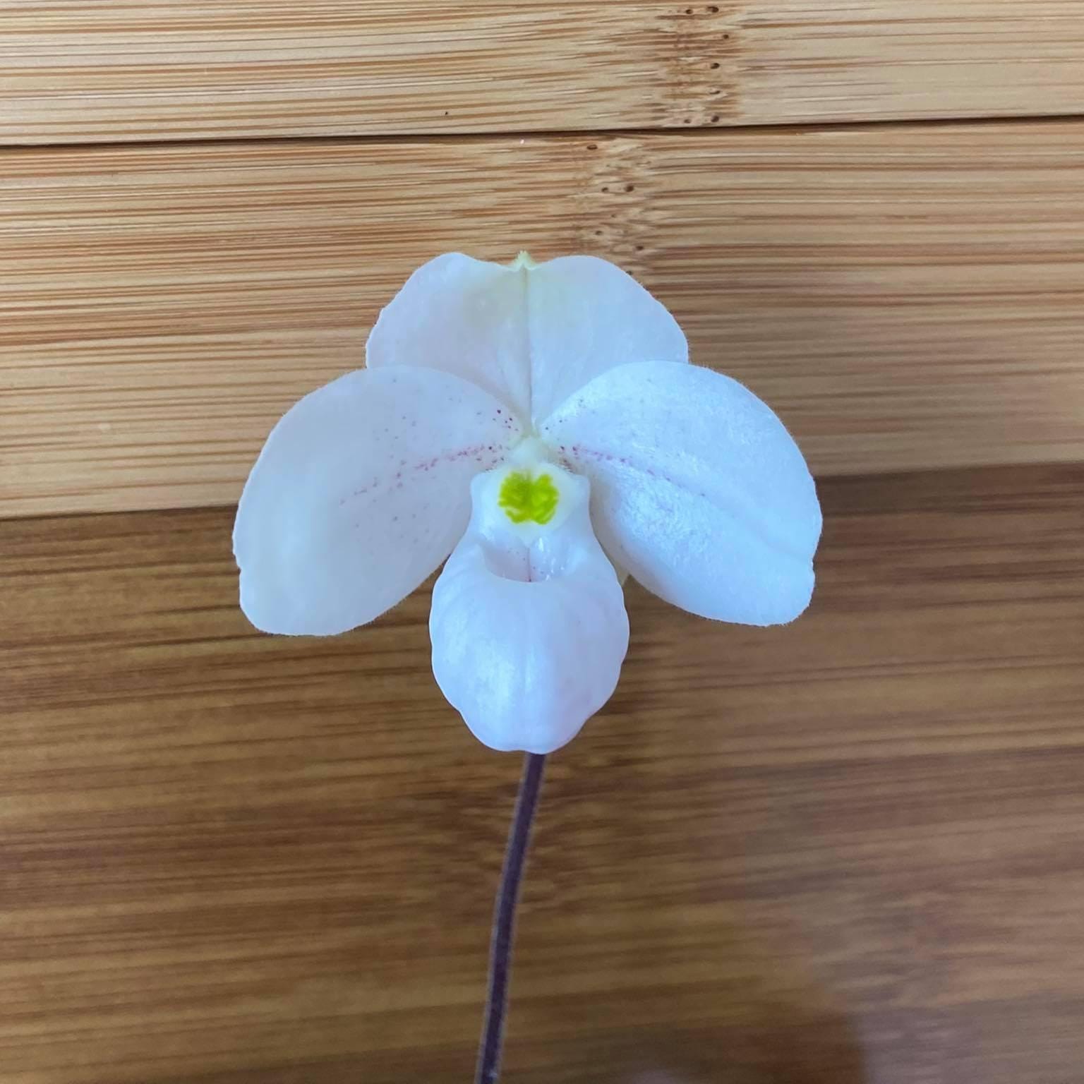 Paphiopedilum thaianum