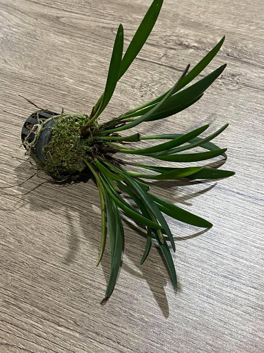 Ceratostylis sp (Coelogyne) 1 plant Tropical Orchid species  rare and miniature orchid