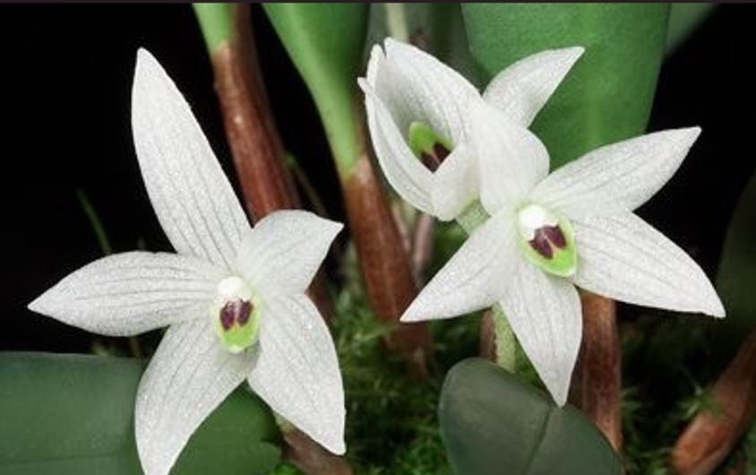 Ceratostylis sp (Coelogyne) 1 plant Tropical Orchid species  rare and miniature orchid