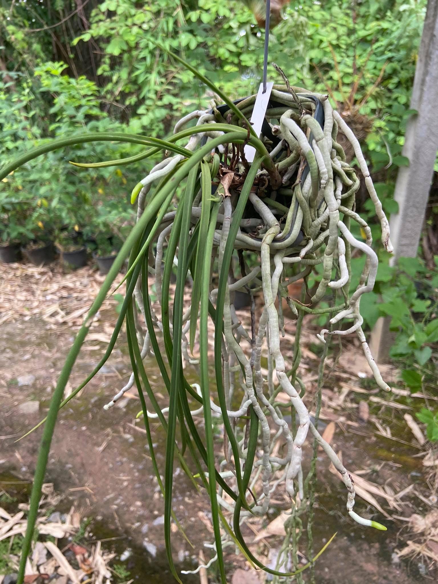 Seidenfadenia mitrata Orchid Plant: Pink Bloom, Easy Grow Vanda - PotPlantPetal Co.
