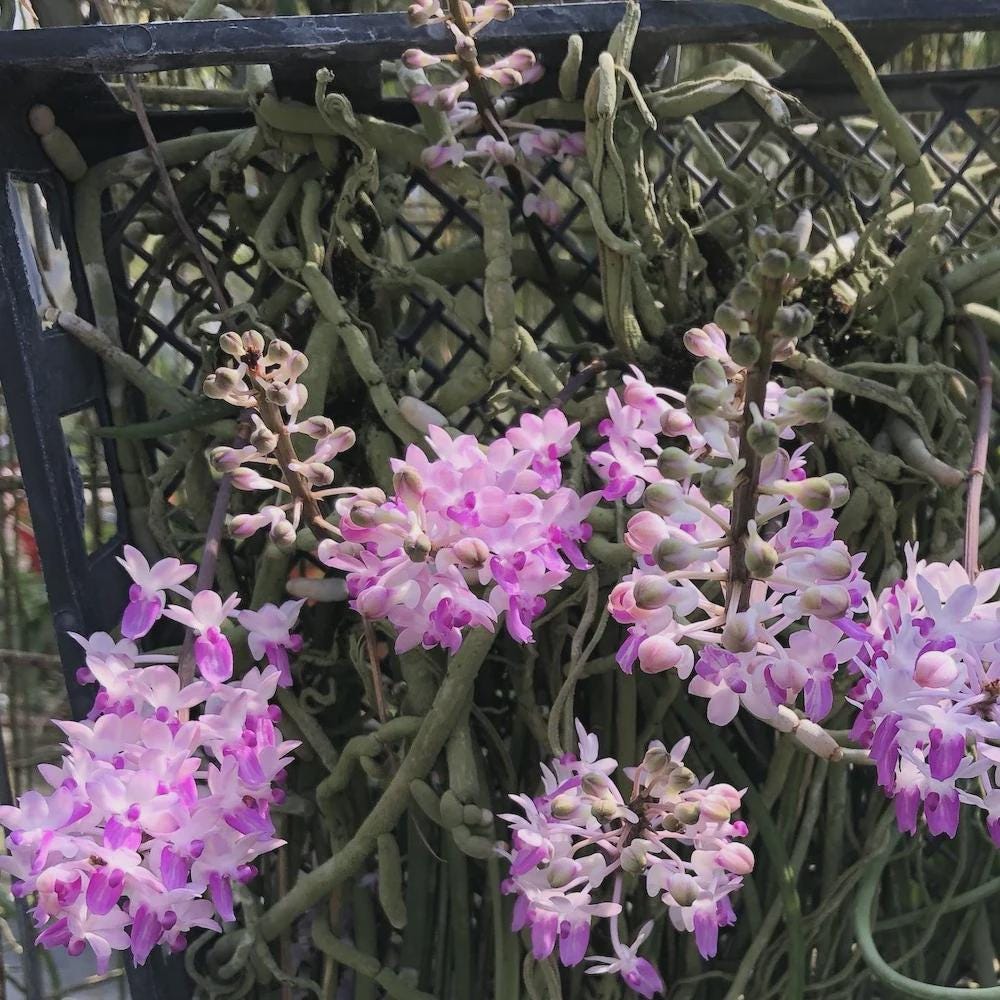 Seidenfadenia mitrata Orchid Plant: Pink Bloom, Easy Grow Vanda - PotPlantPetal Co.