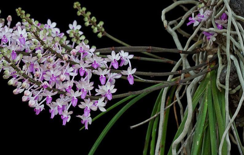 Seidenfadenia mitrata Orchid Plant: Pink Bloom, Easy Grow Vanda - PotPlantPetal Co.