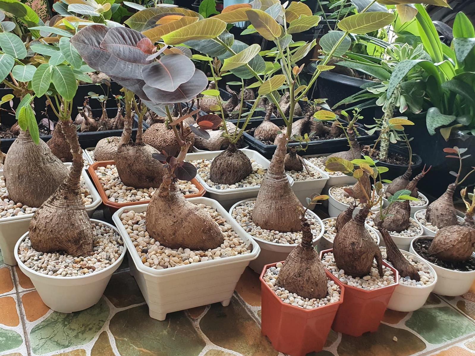 Glochidion Mirabilis Caudex Plant: Rare Tropical Houseplant