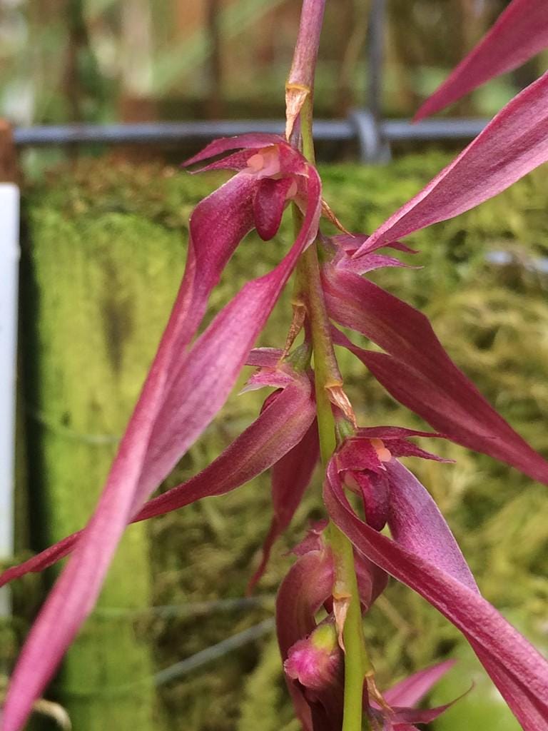 Bulbophyllum kanburiense (Pink)  1 Plant bloom size , orchid for home & Garden collection