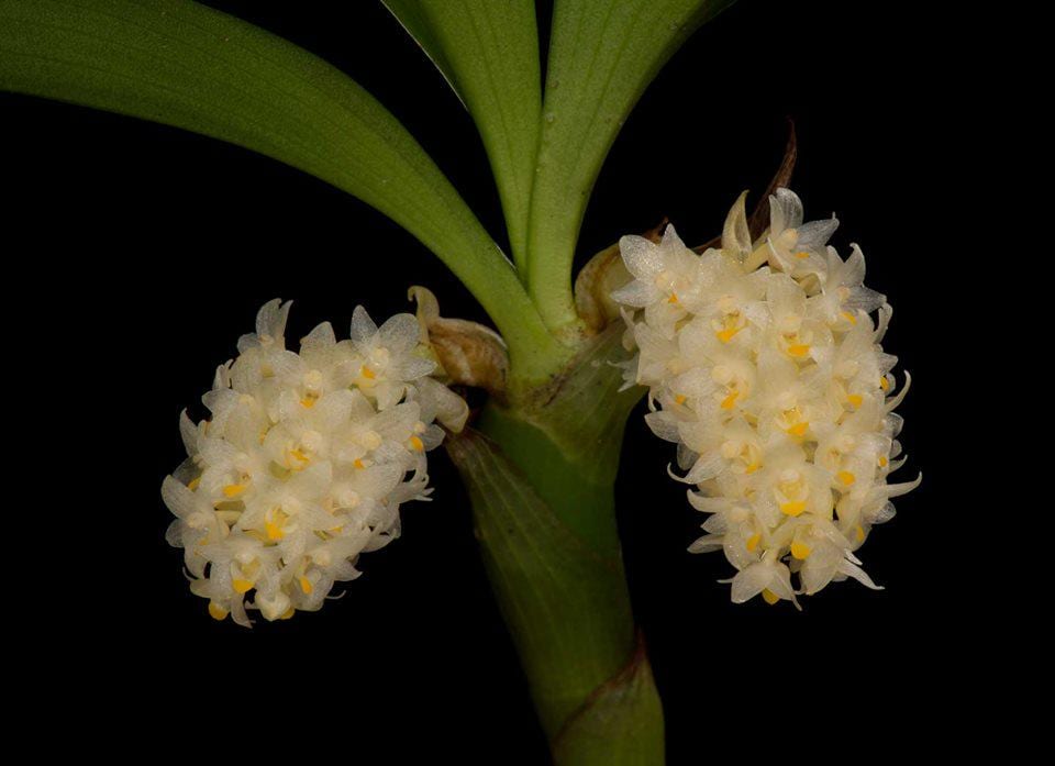 Eria bipunctata (Coelogyne)