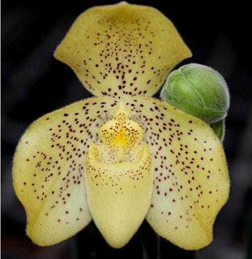 Paphiopedilum concolor 1 plant Tropical Orchid species rare and lady slipper orchid - PotPlantPetal Co.