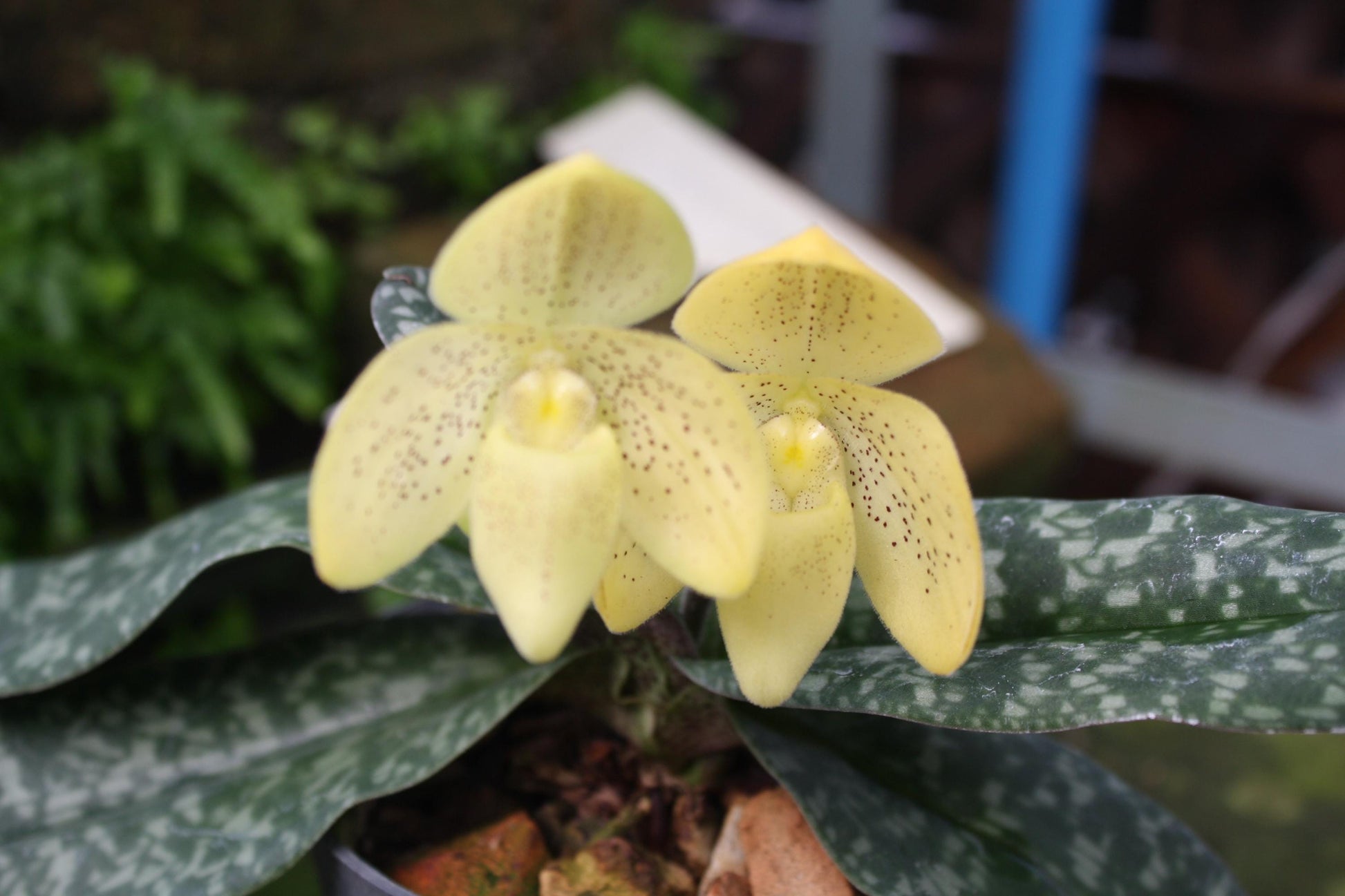 Paphiopedilum concolor 1 plant Tropical Orchid species rare and lady slipper orchid - PotPlantPetal Co.