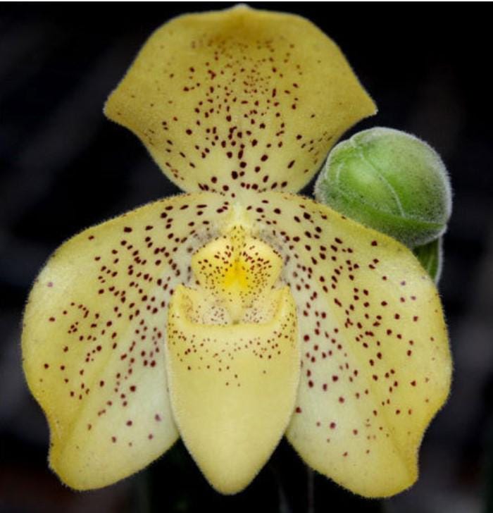 Paphiopedilum concolor 1 plant Tropical Orchid species rare and lady slipper orchid - PotPlantPetal Co.