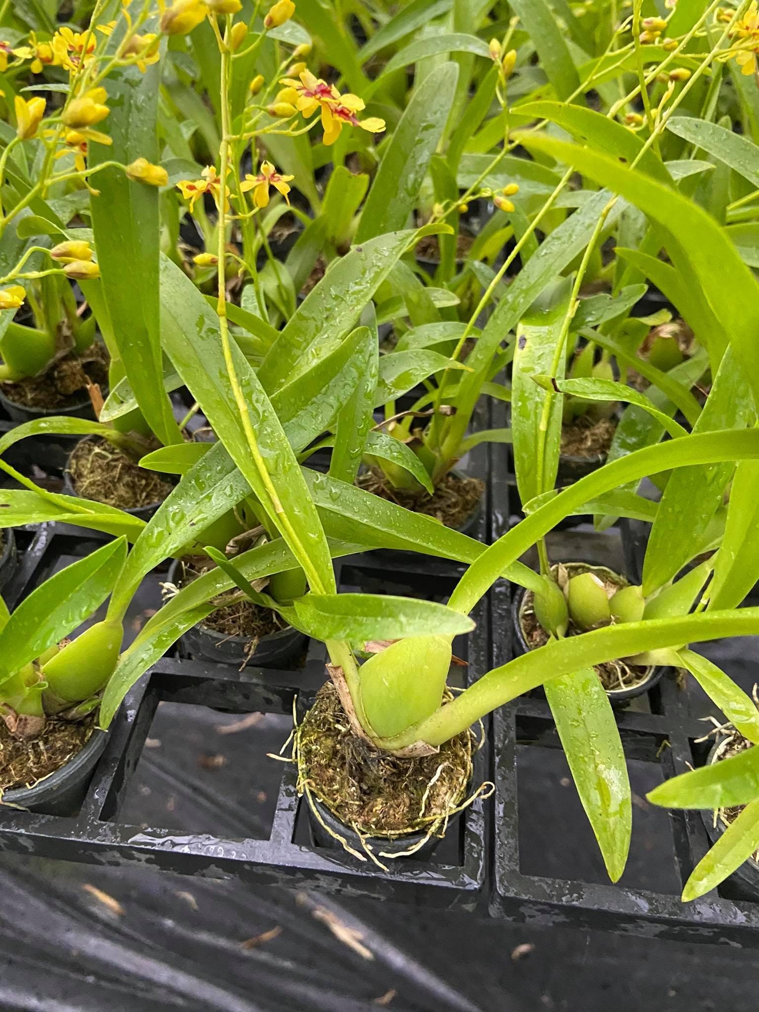 Oncidium Twinkle yellow/red