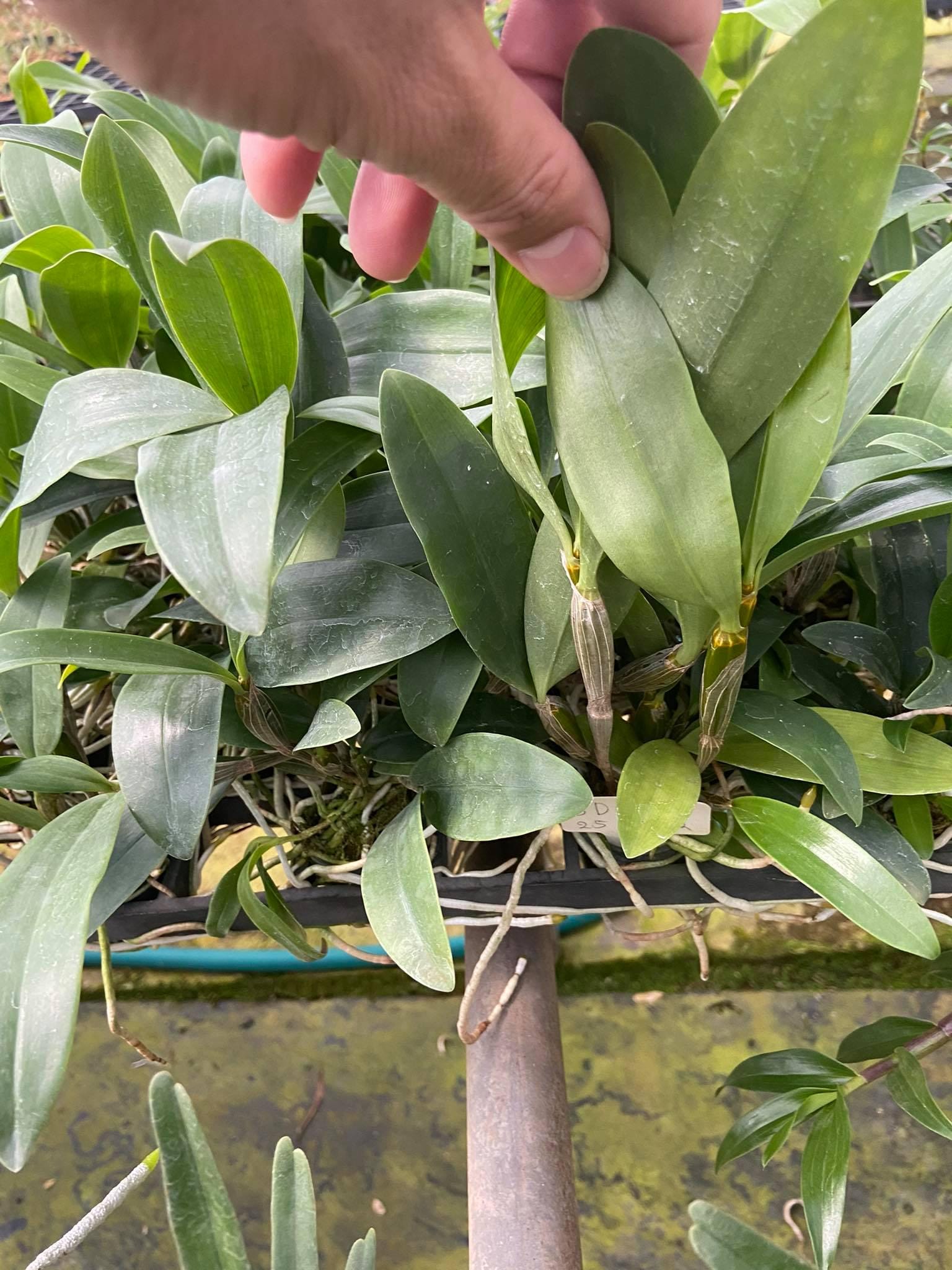Dendrobium amabile (Vietnam)