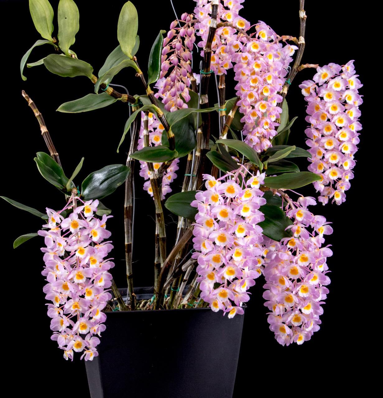 Dendrobium amabile (Vietnam)