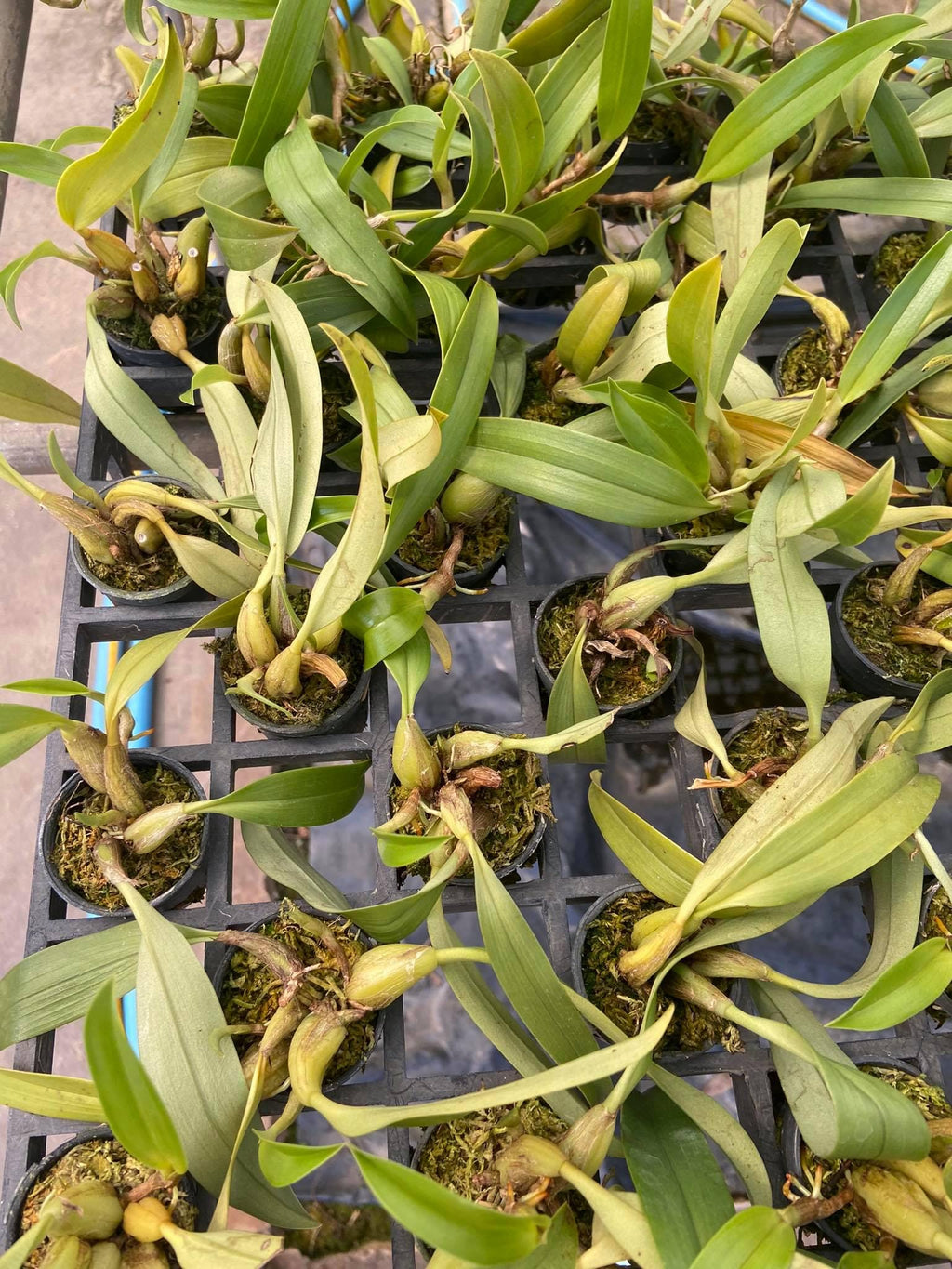 Bulbophyllum ecornutum 2  plant orchid species small size , plant for home & garden