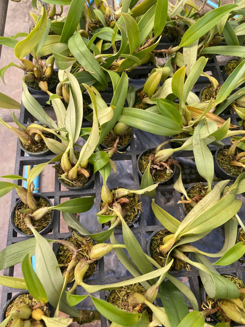 Bulbophyllum ecornutum 2  plant orchid species small size , plant for home & garden