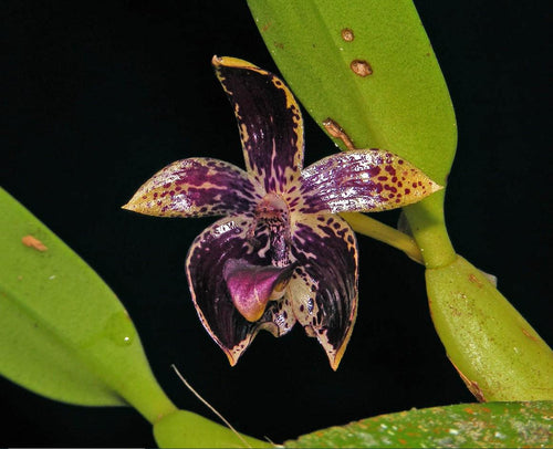 Bulbophyllum ecornutum 2  plant orchid species small size , plant for home & garden