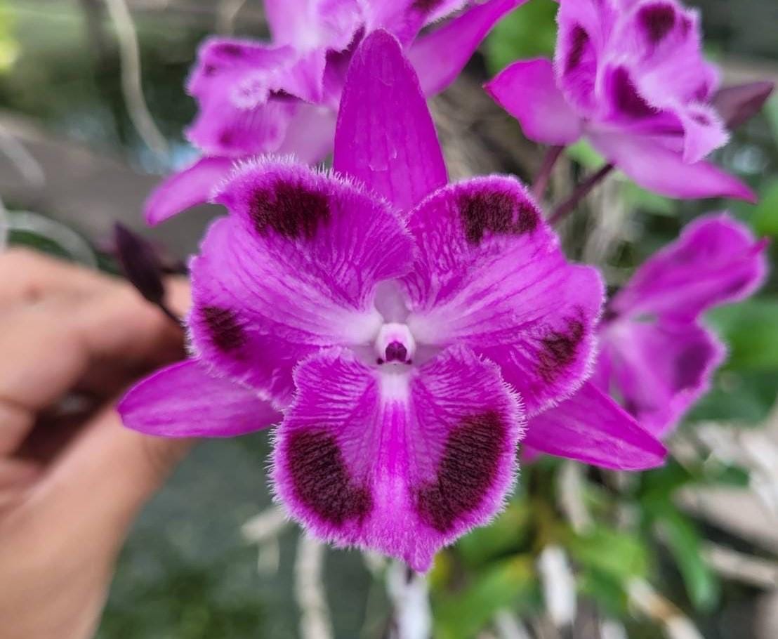 Den. parishii fma. trilabelo