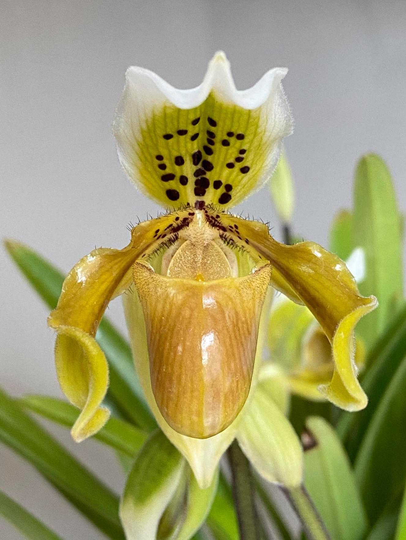 Paphiopedilum exul 1 plant