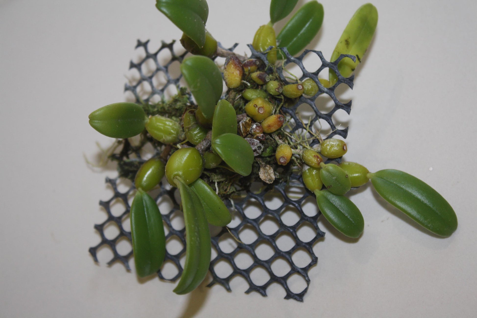 Bulbophyllum vaginatum