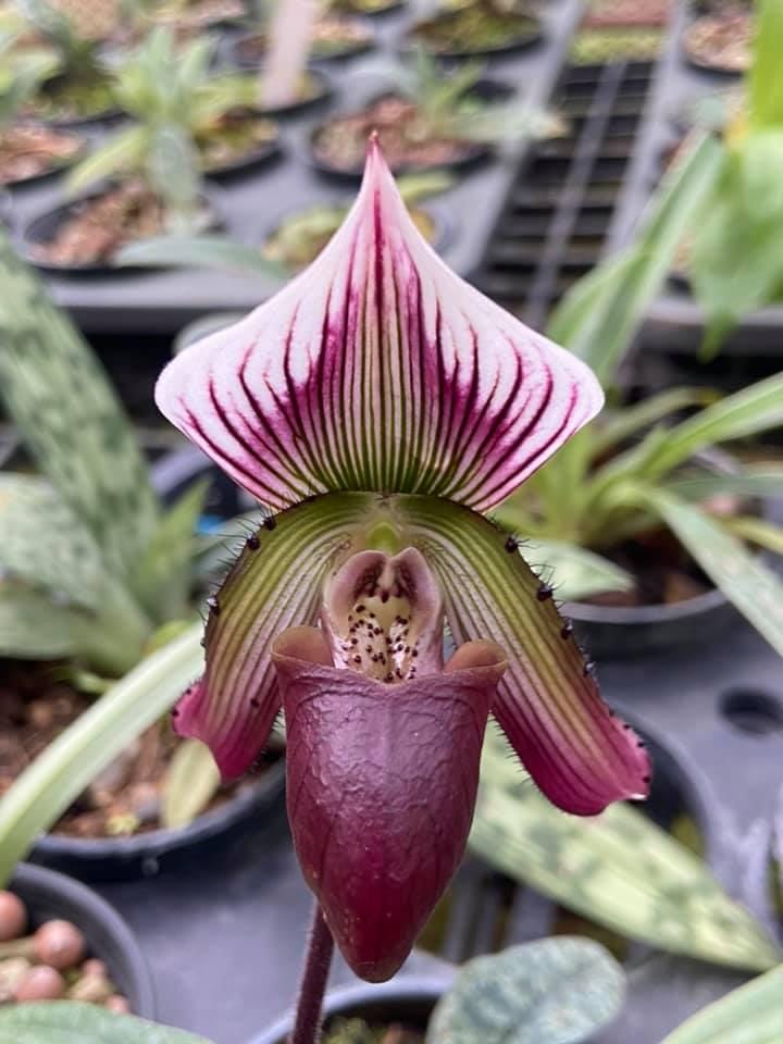 Paphiopedilum callosum