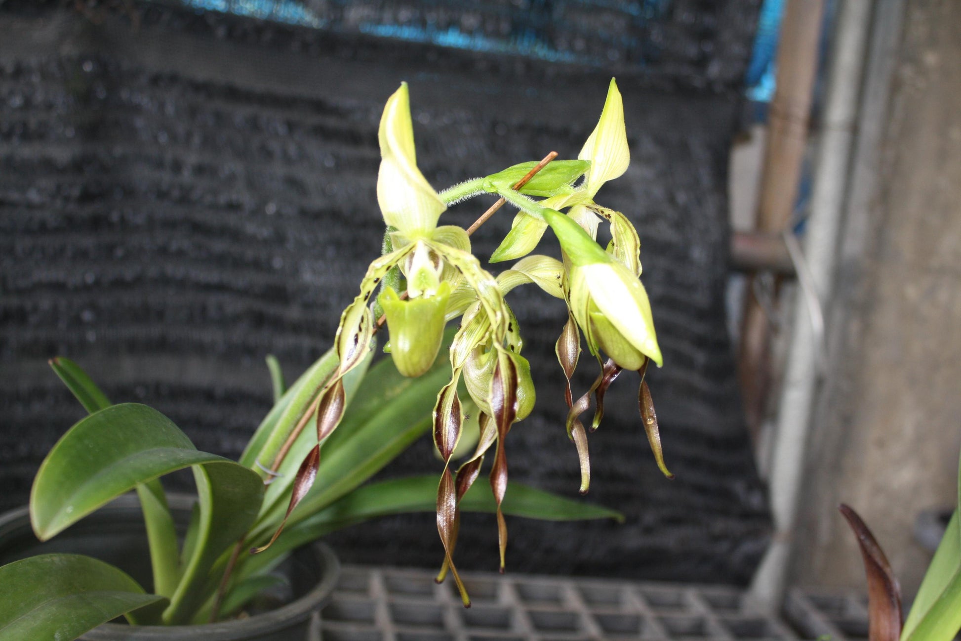 Paphiopedilum parishii 1 plant orchid bloom size lady slipper orchid