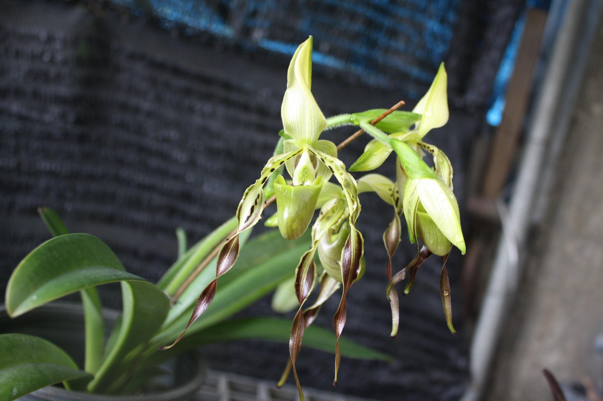 Paphiopedilum parishii 1 plant orchid bloom size lady slipper orchid