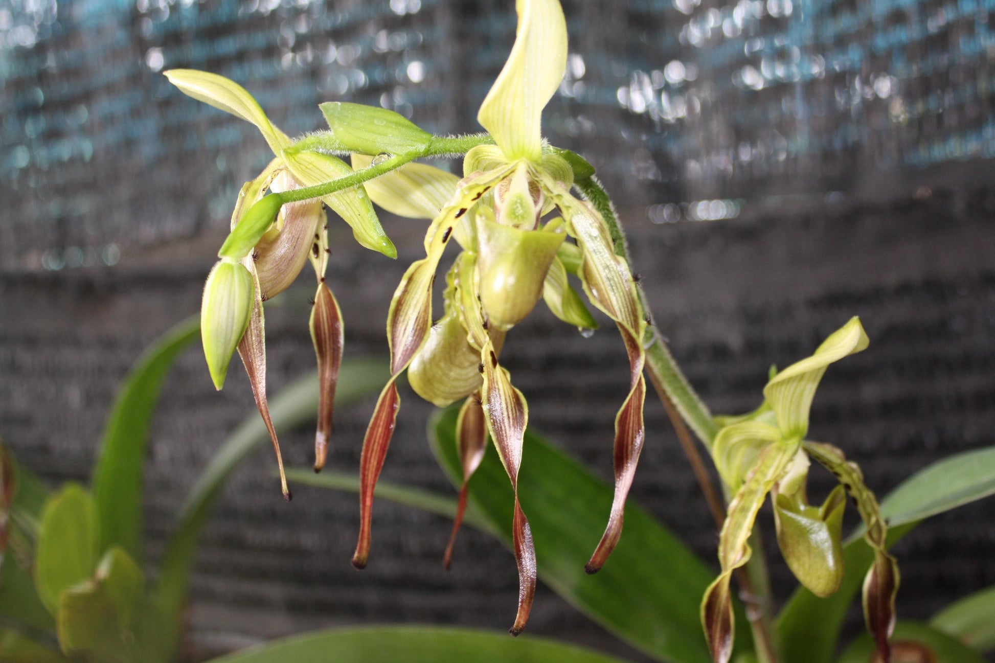 Paphiopedilum parishii 1 plant orchid bloom size lady slipper orchid