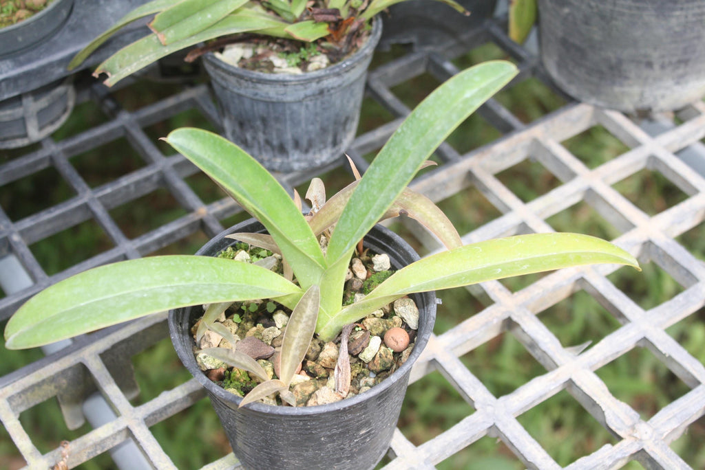 Paphiopedilum parishii 1 plant orchid bloom size lady slipper orchid
