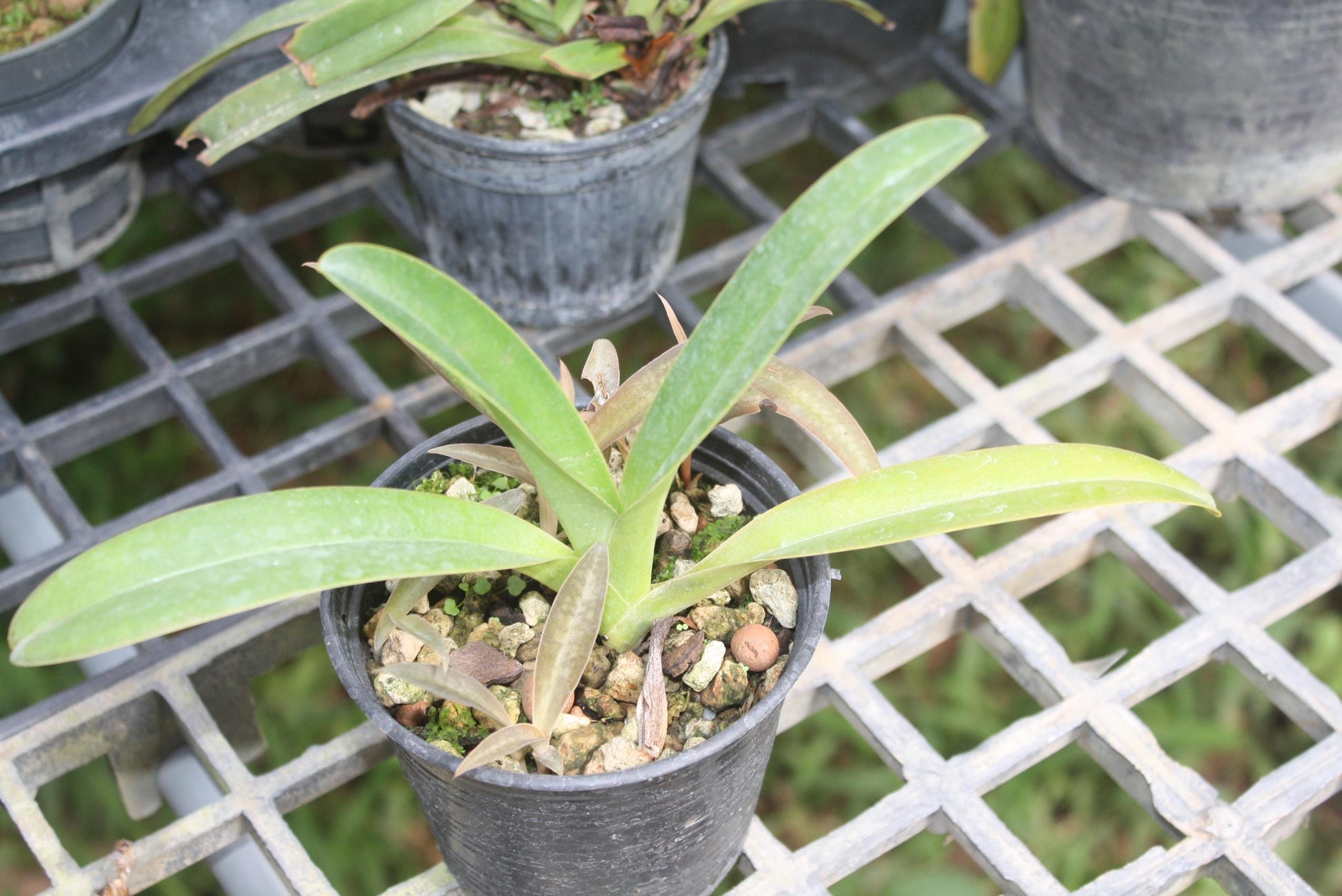 Paphiopedilum parishii 1 plant orchid bloom size lady slipper orchid