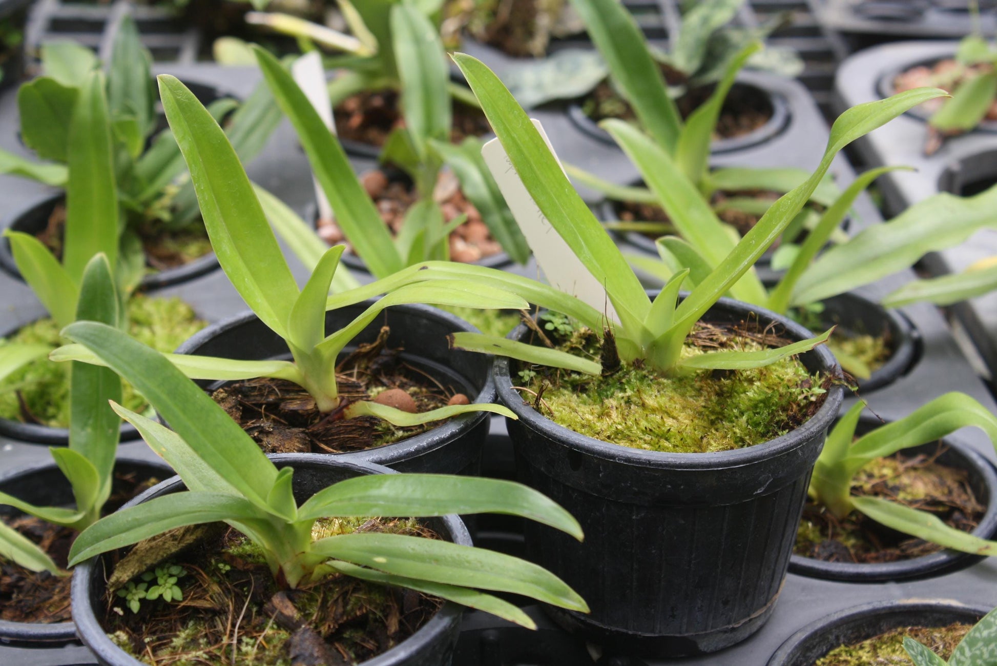 Paphiopedilum sanderianum 1  plant orchid species Medium Young  size , plant for collection