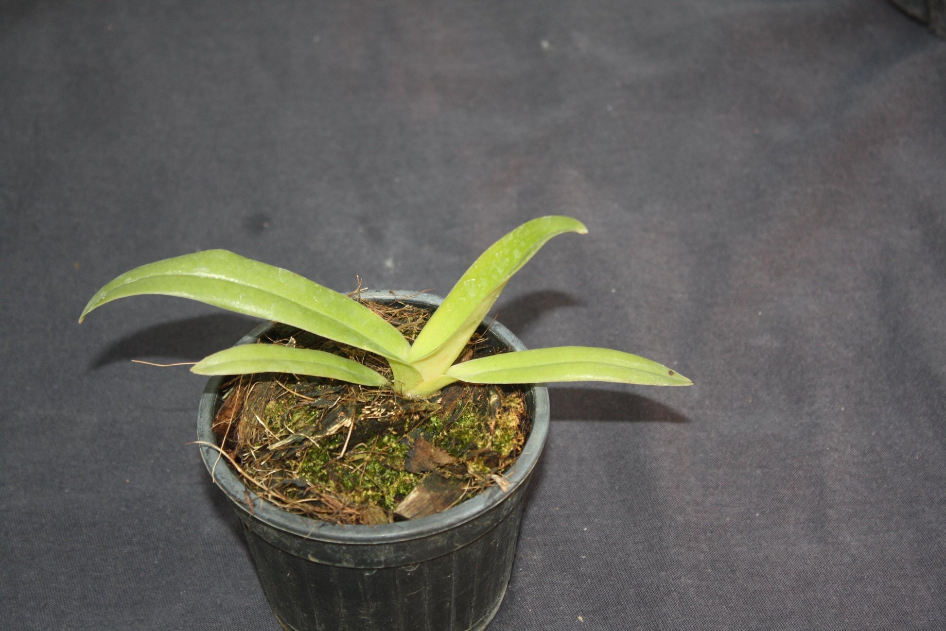 Paphiopedilum sanderianum 1  plant orchid species Medium Young  size , plant for collection