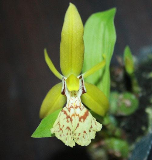 Coelogyne schilleriana - PotPlantPetal Co.