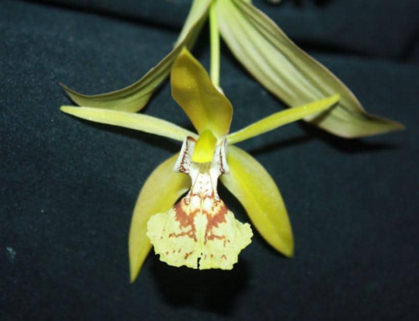 Coelogyne schilleriana - PotPlantPetal Co.