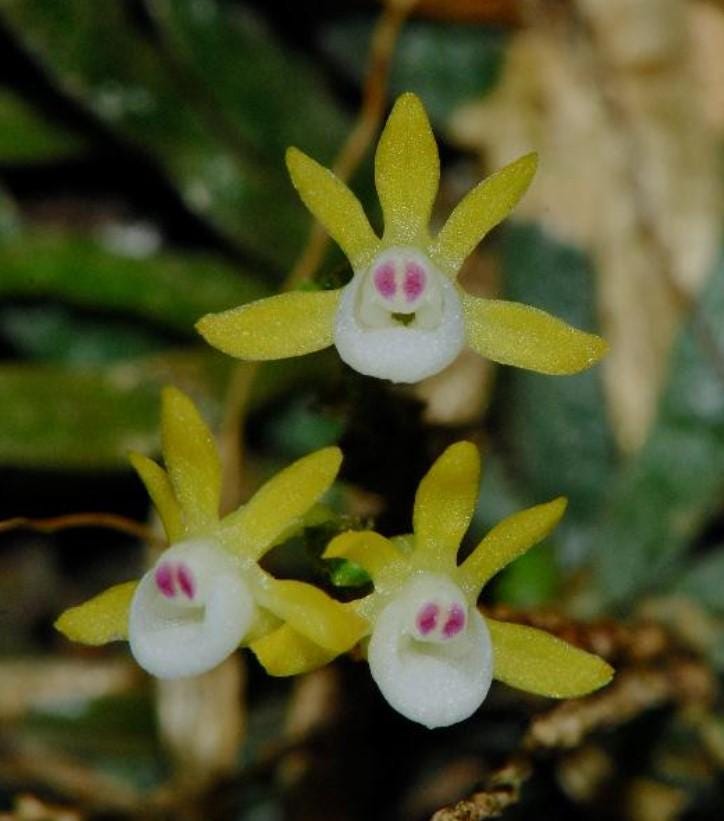 Taeniophyllum obtusum 「葉なしラン」について（英名：Leafless Orchid)miniature orchid collection 1 plant Asian Ghost Orchid