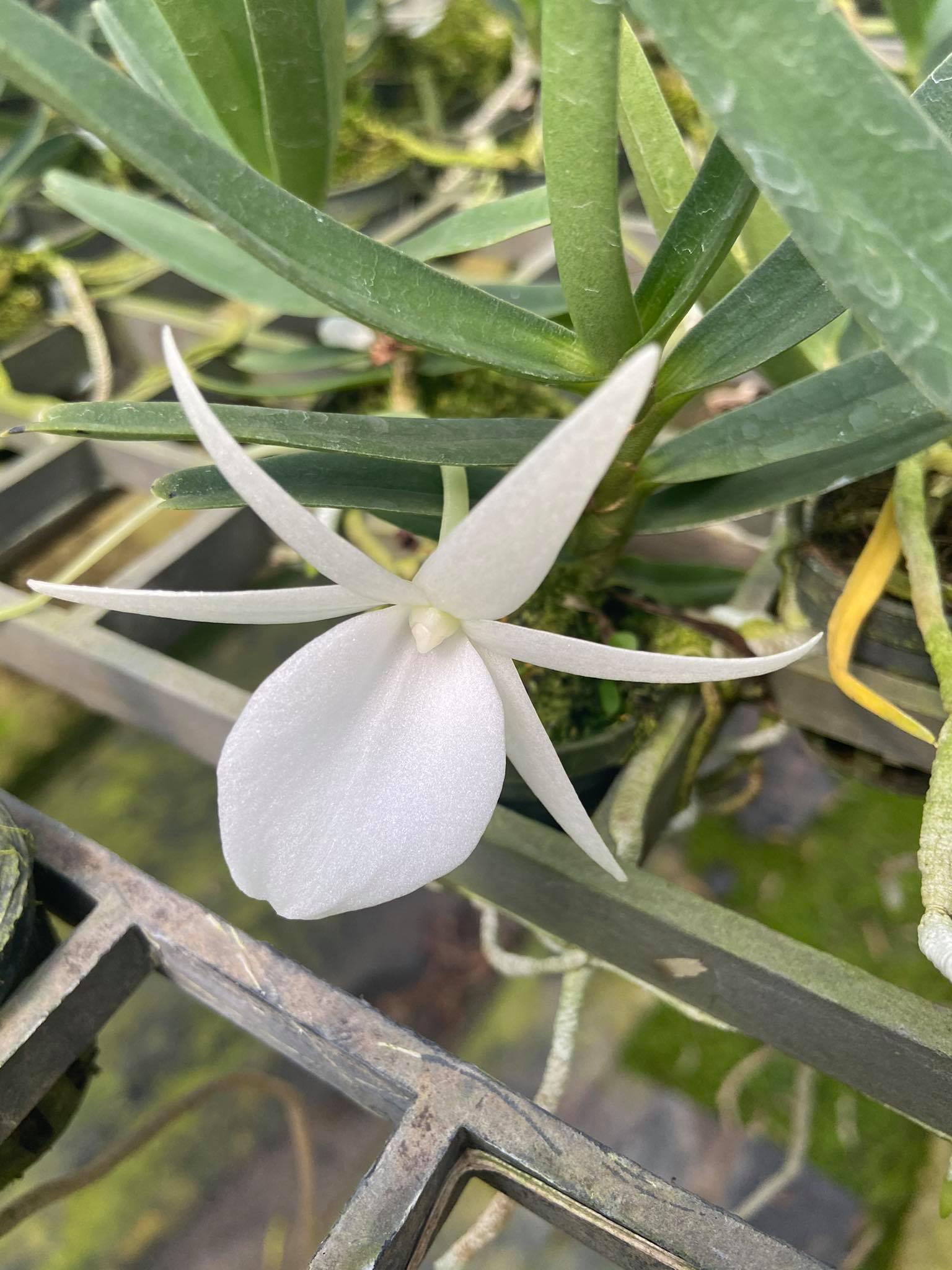 Angraecum didieri Orchid 1 Plant bloom size Mini Orchid African or Madagascan orchids