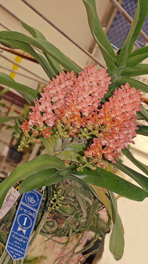 Rhynchostylis gigantea Peach 2 plant seedling size ,orchid vanda plant home garden foxtail orchid,Aerides