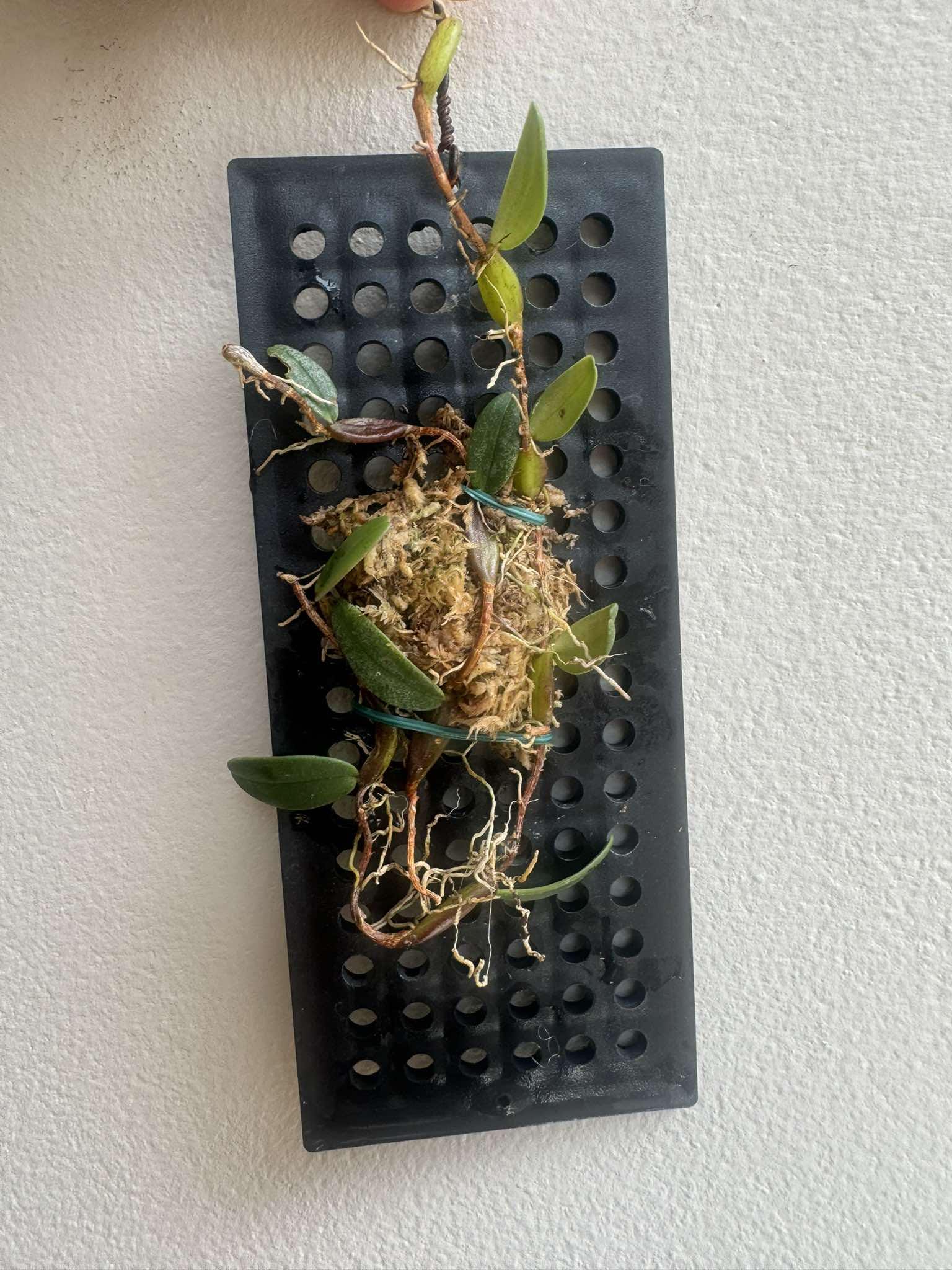Bulbophyllum planibulbe 1 Plant bloom size , orchid for home & Garden collection