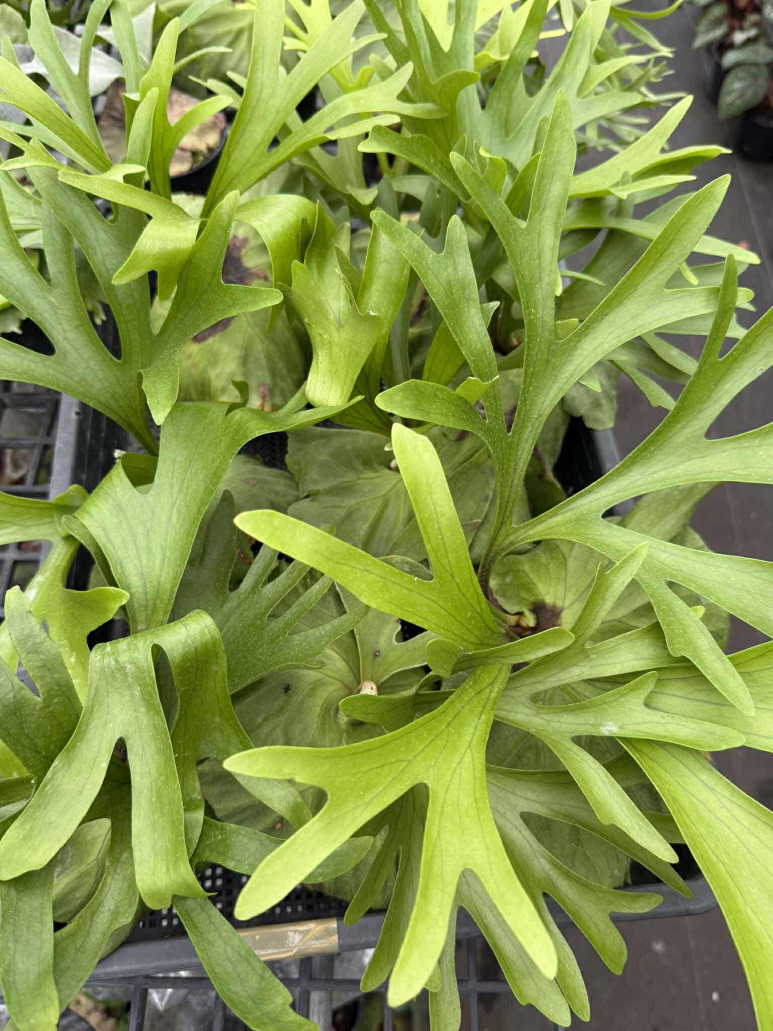 Platycerium Mt.kitshakood (P. ridleyi x P. coronarium) 1 Plant Staghorn Fern collection 1 plant P.Mt Kitshakood or P.Mount Kitshakood ビカクシダ - PotPlantPetal Co.