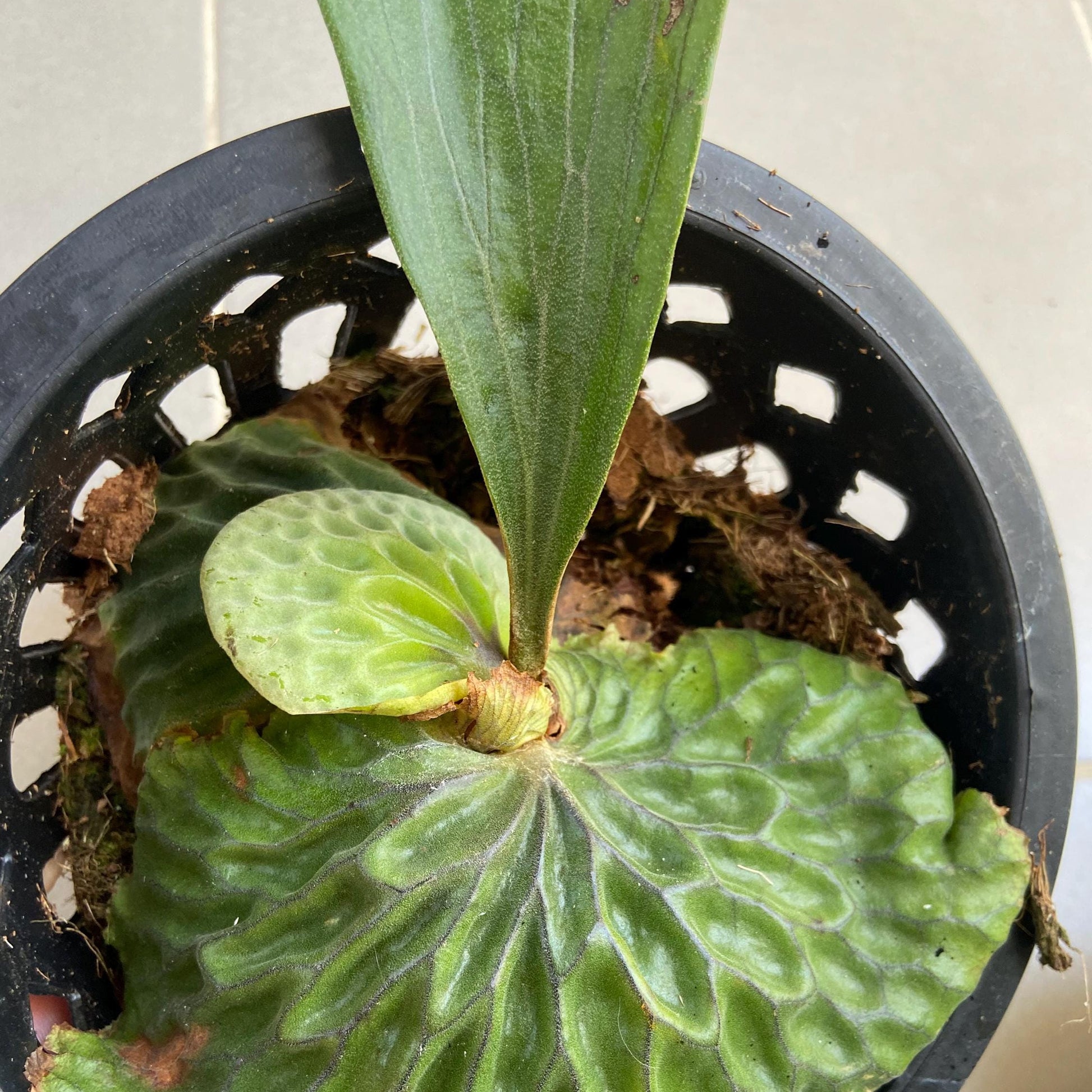 Platycerium madagascariense (プラティセリウム マダガスカリエンセ) 1 Plant Rare Staghorn Fern collection 1 plant - PotPlantPetal Co.