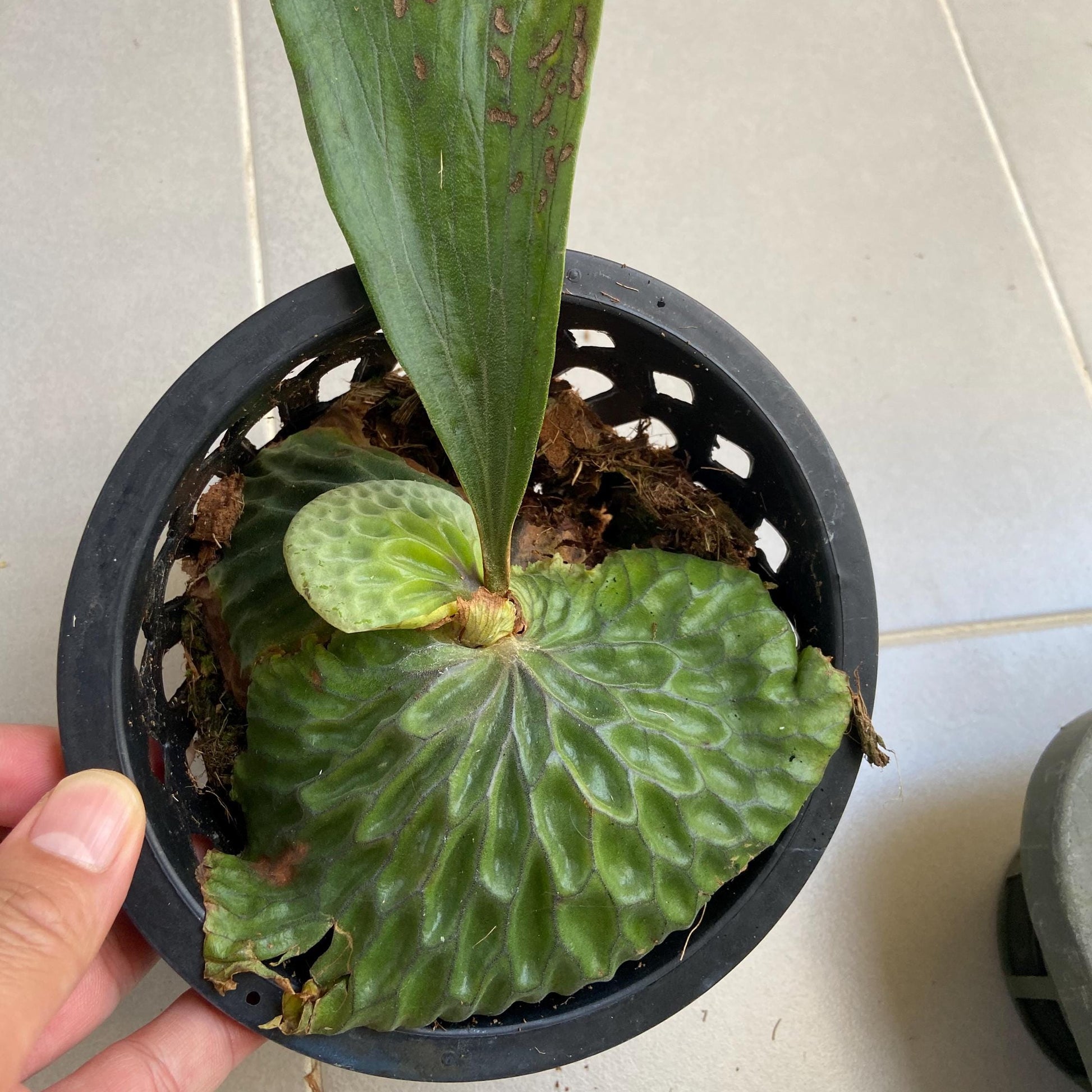 Platycerium madagascariense (プラティセリウム マダガスカリエンセ) 1 Plant Rare Staghorn Fern collection 1 plant - PotPlantPetal Co.