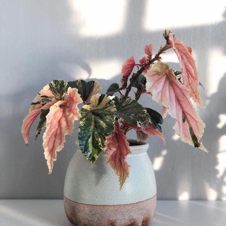 Rare Begonia Ginny Galaxy - Pink Variegation House Plant - PotPlantPetal Co.