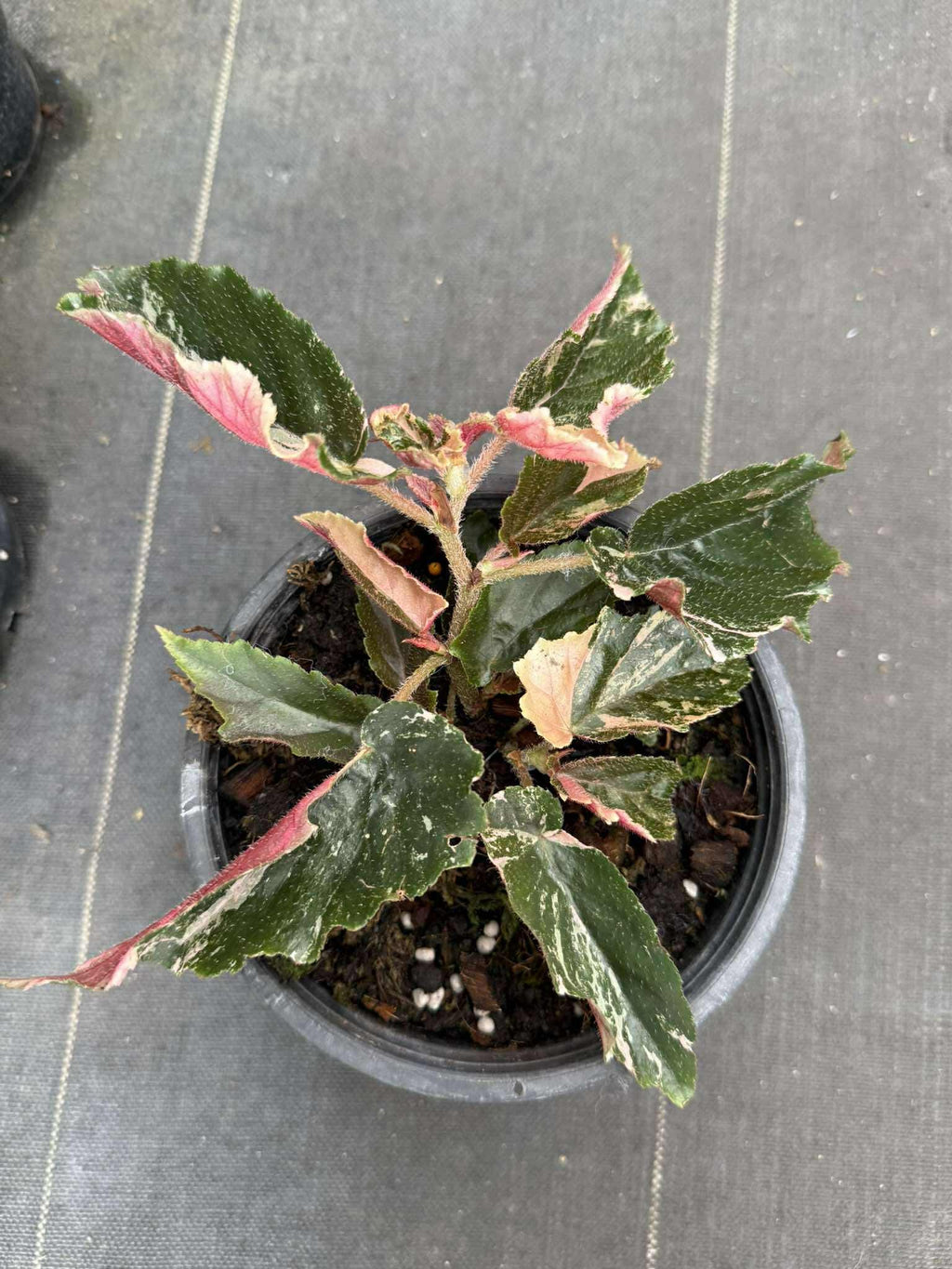 Rare Begonia Ginny Galaxy - Pink Variegation House Plant - PotPlantPetal Co.
