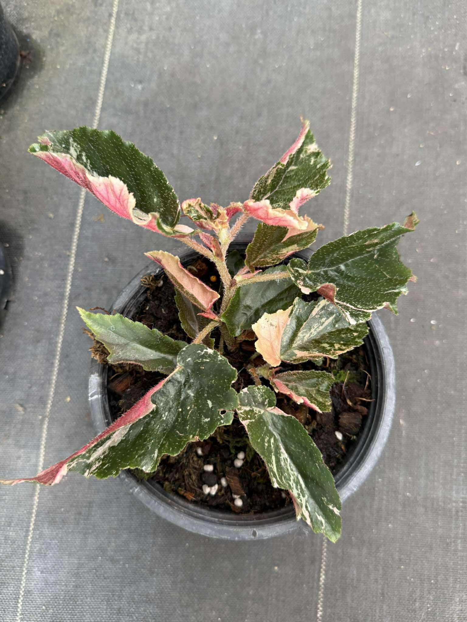 Rare Begonia Ginny Galaxy - Pink Variegation House Plant - PotPlantPetal Co.