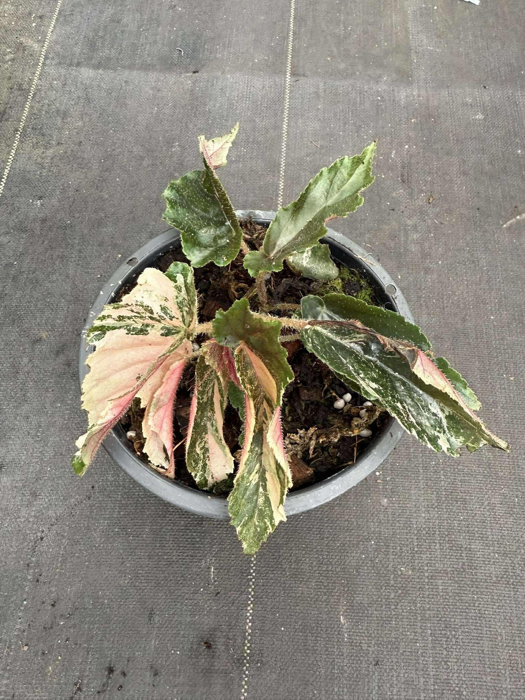 Rare Begonia Ginny Galaxy - Pink Variegation House Plant - PotPlantPetal Co.