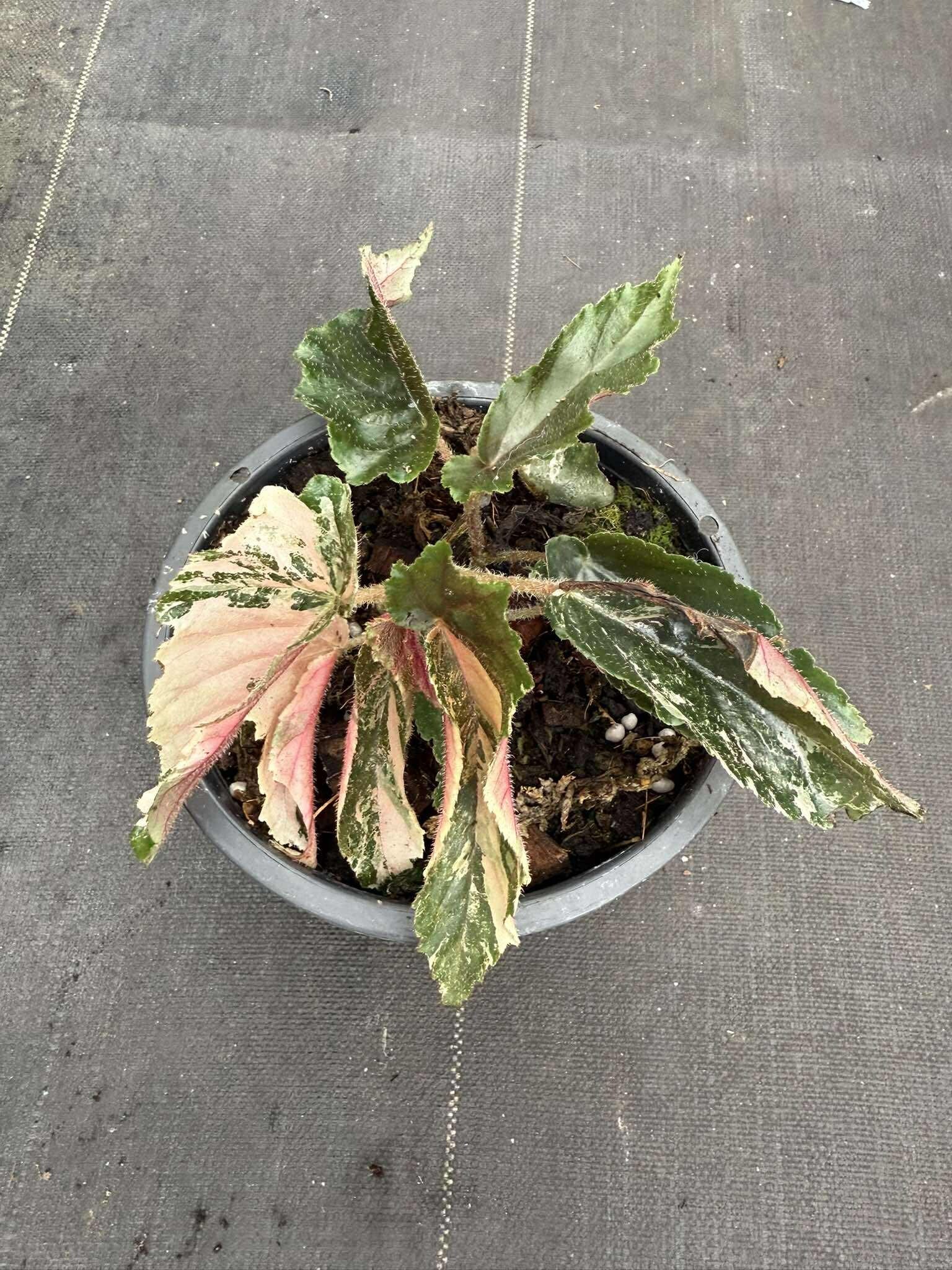 Rare Begonia Ginny Galaxy - Pink Variegation House Plant - PotPlantPetal Co.