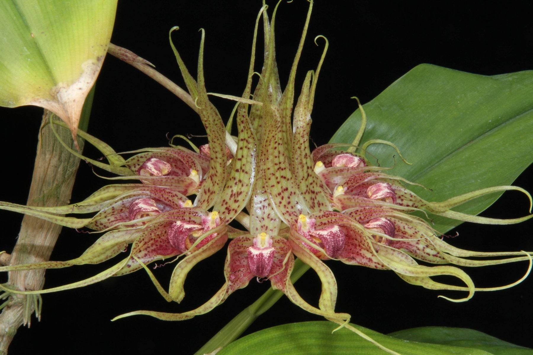 Bulbophyllum ericssonii 'Maximum Exposure'(Bulb. virescens) 1 Plant Orchid