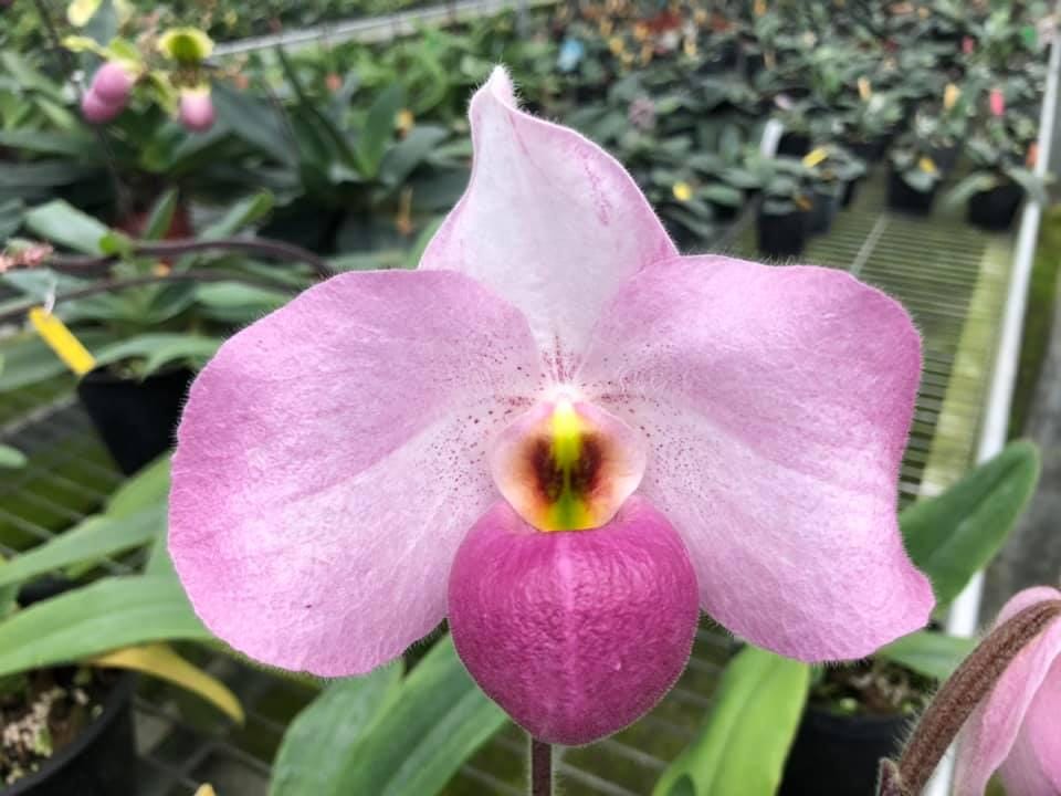 Paphiopedilum delenatii  1 plant orchid bloom size Pink flower lady slipper orchid